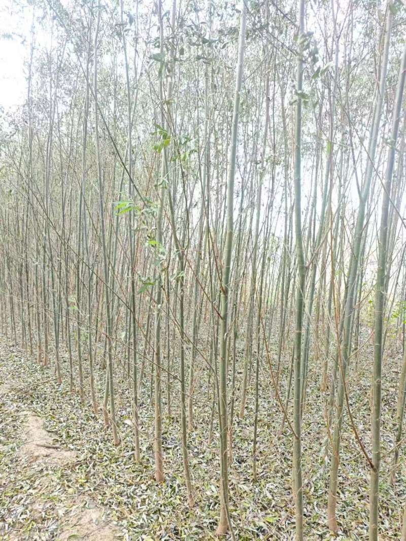 柳树基地常年大量供应3~30公分的直柳量大供应