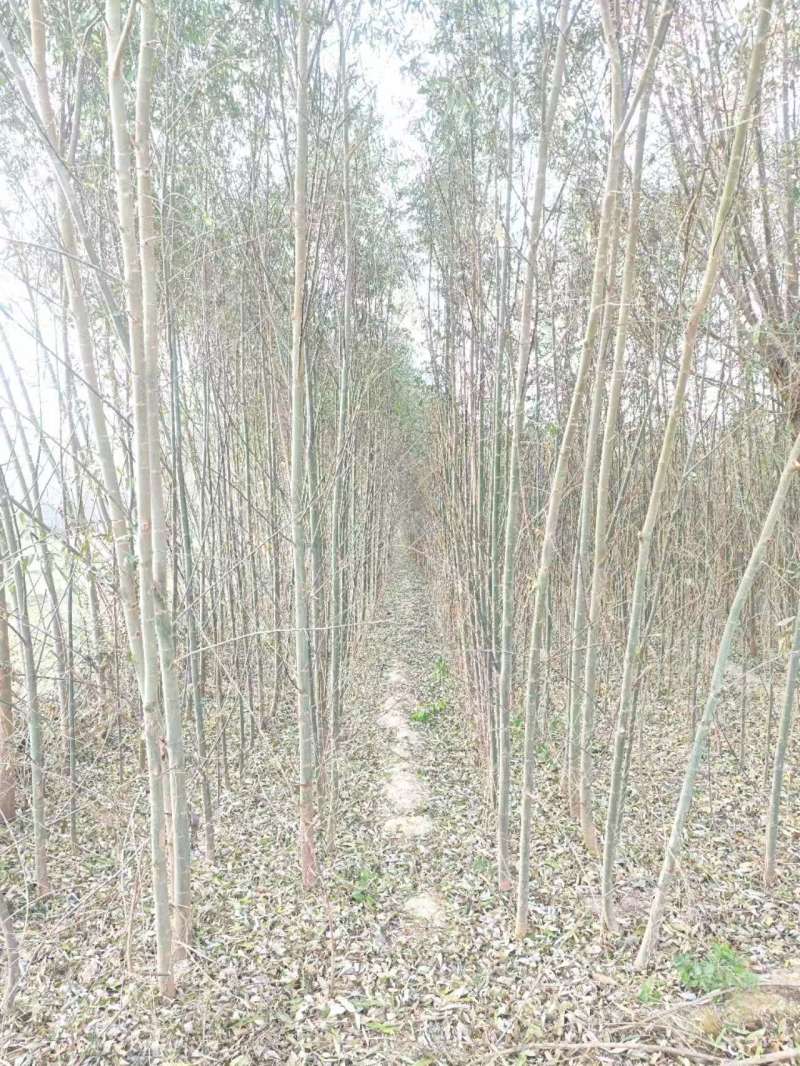 柳树基地常年大量供应3~30公分的直柳量大供应
