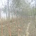柳树基地常年大量供应3~30公分的直柳量大供应