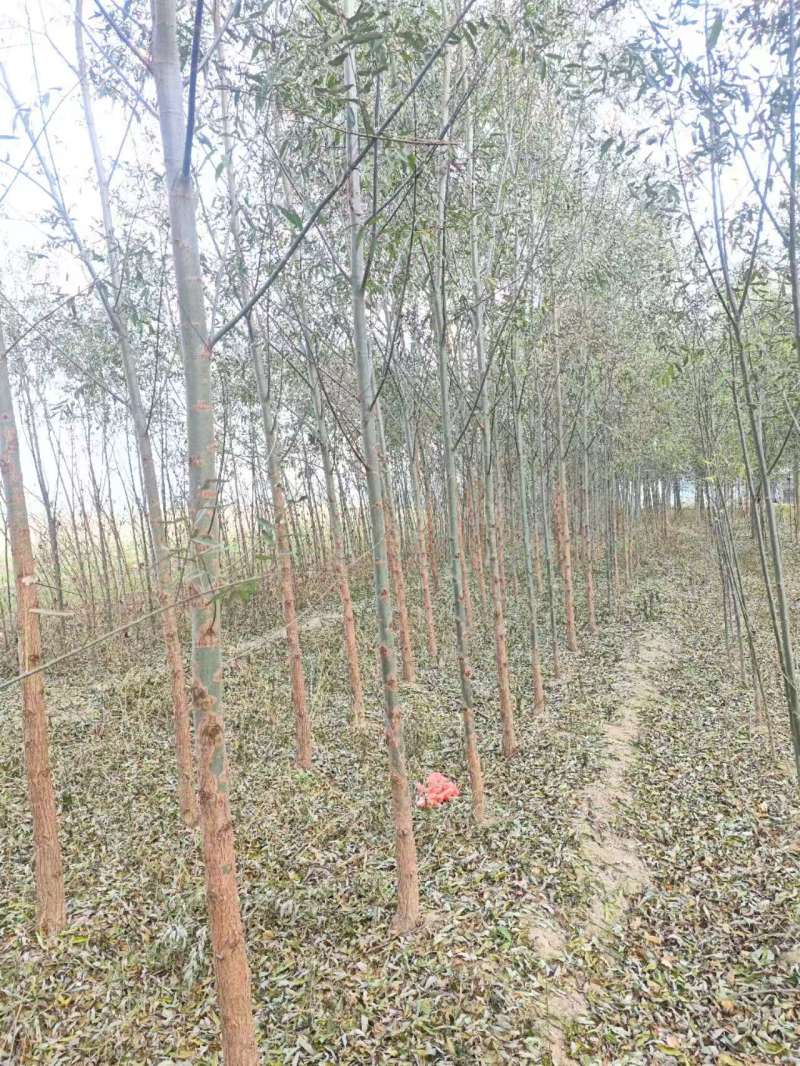 柳树基地常年大量供应3~30公分的直柳量大供应