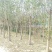 柳树基地常年大量供应3~30公分的直柳量大供应