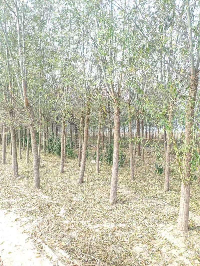 柳树基地常年大量供应3~30公分的直柳量大供应