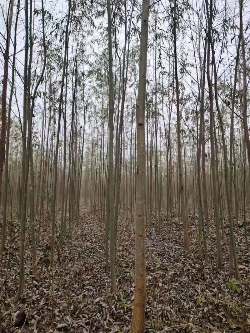 柳树基地常年大量供应3~30公分的直柳量大供应