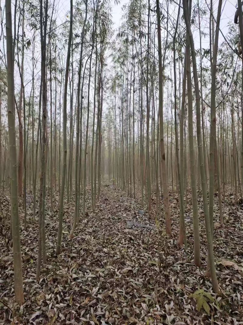 柳树基地常年大量供应3~30公分的直柳量大供应