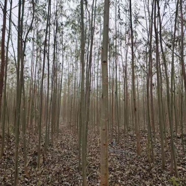柳树基地常年大量供应3~30公分的直柳量大供应