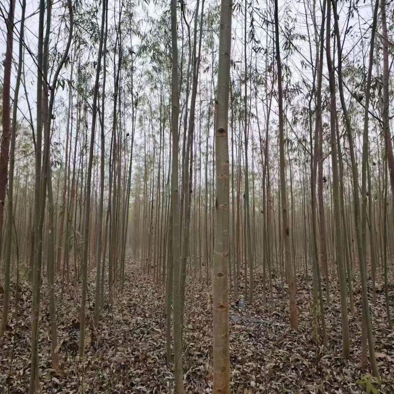 柳树基地常年大量供应3~30公分的直柳量大供应
