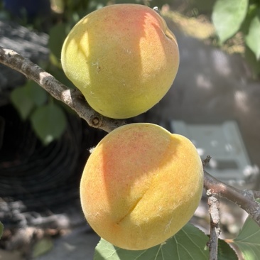 山东凯特杏