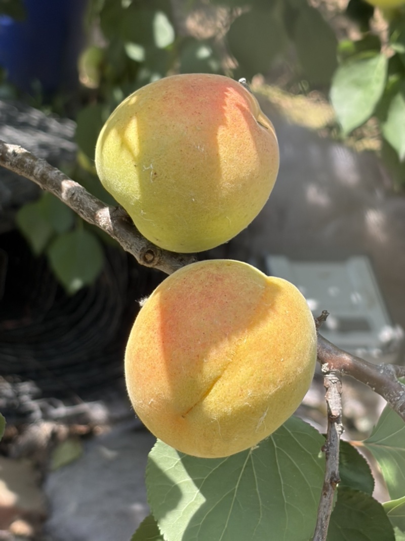 山东凯特杏