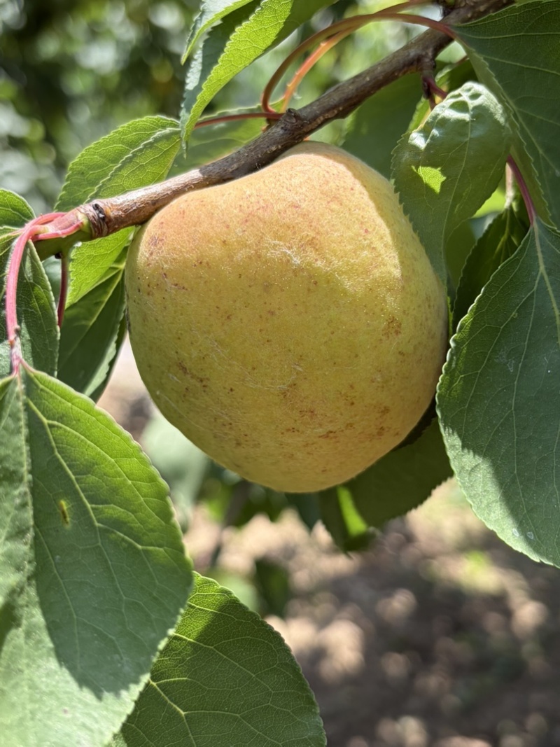 山东凯特杏