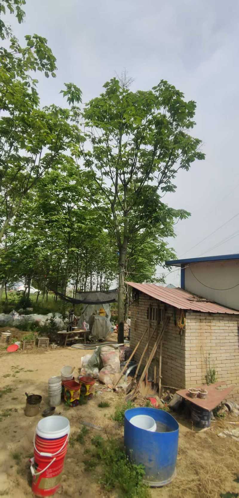 青桐梧桐