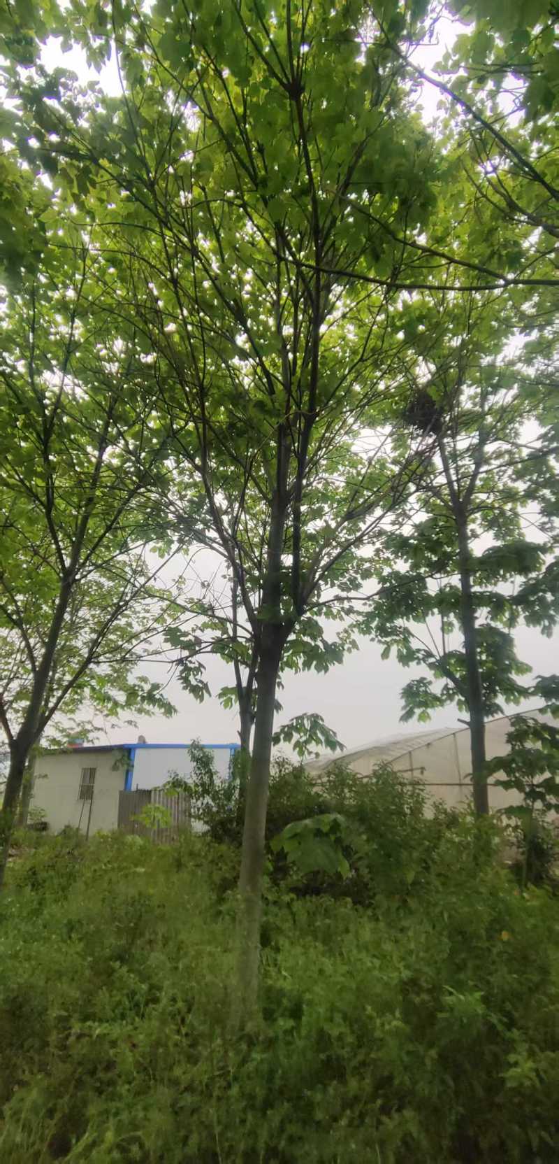 青桐梧桐