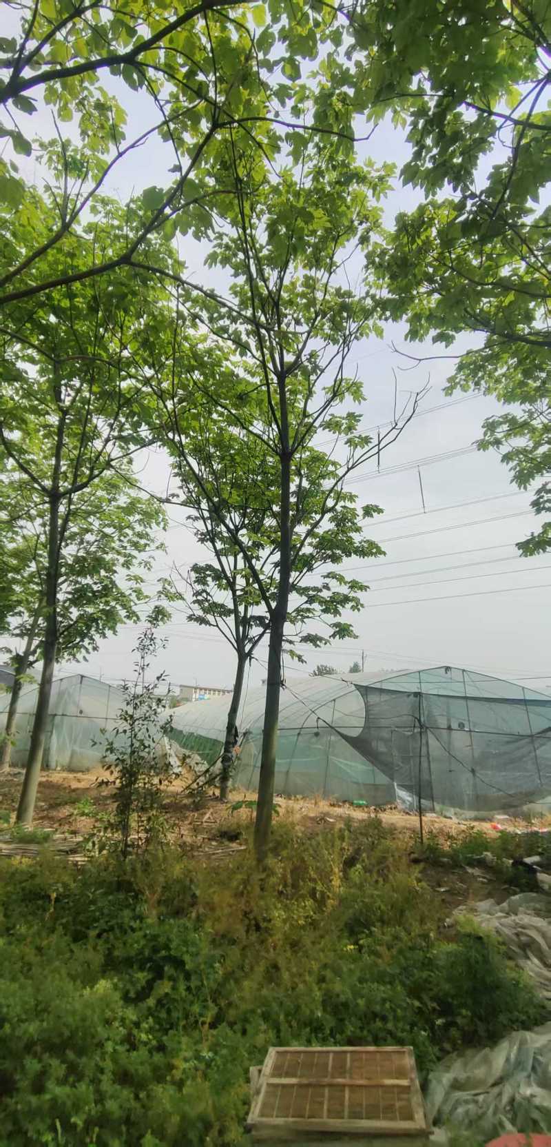 青桐梧桐