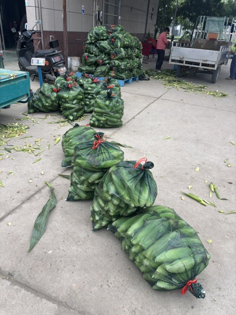 慈溪本地玉米发全国