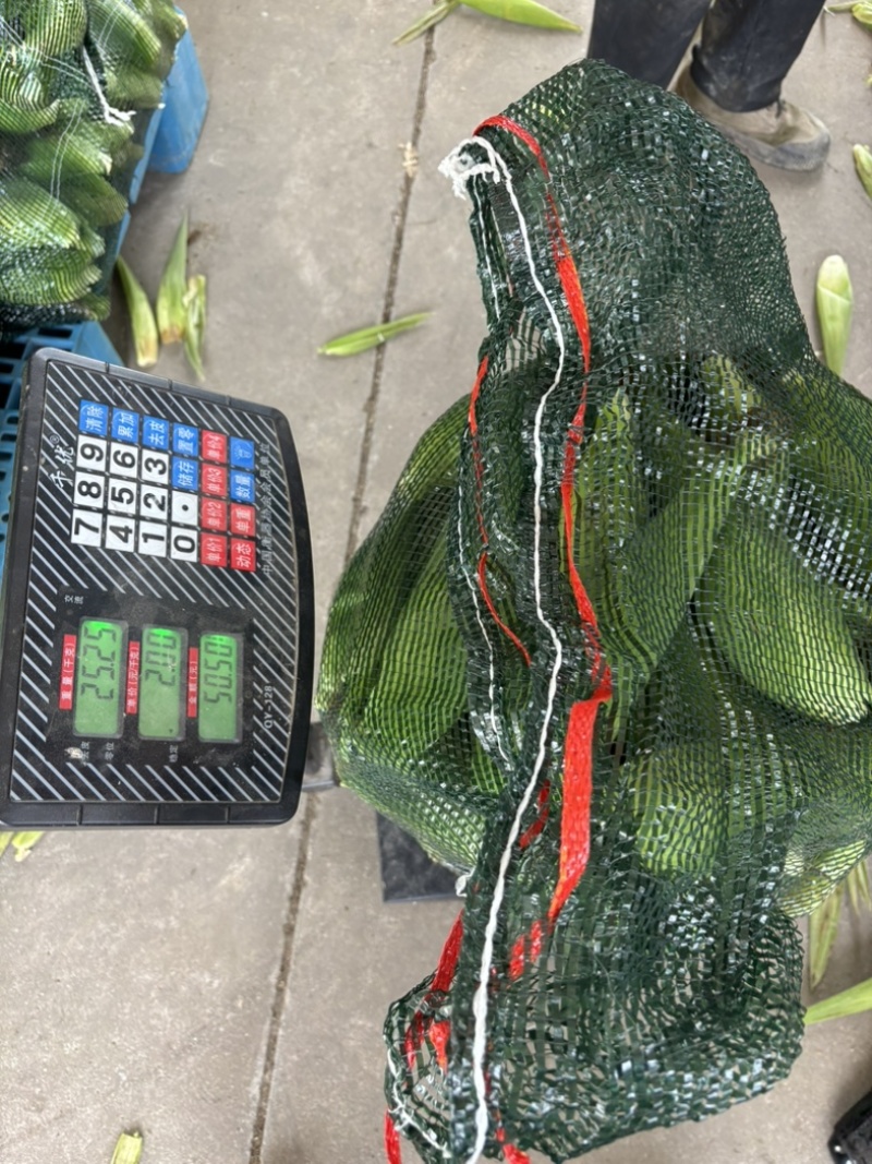 慈溪本地玉米发全国