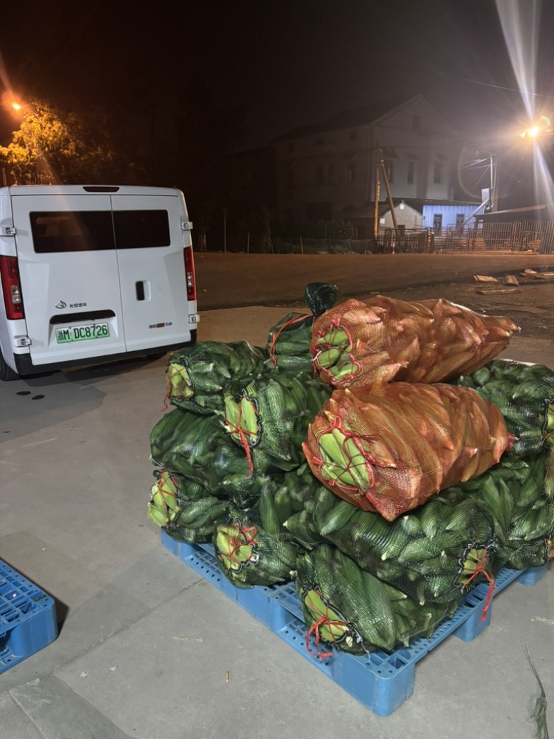 慈溪本地玉米发全国