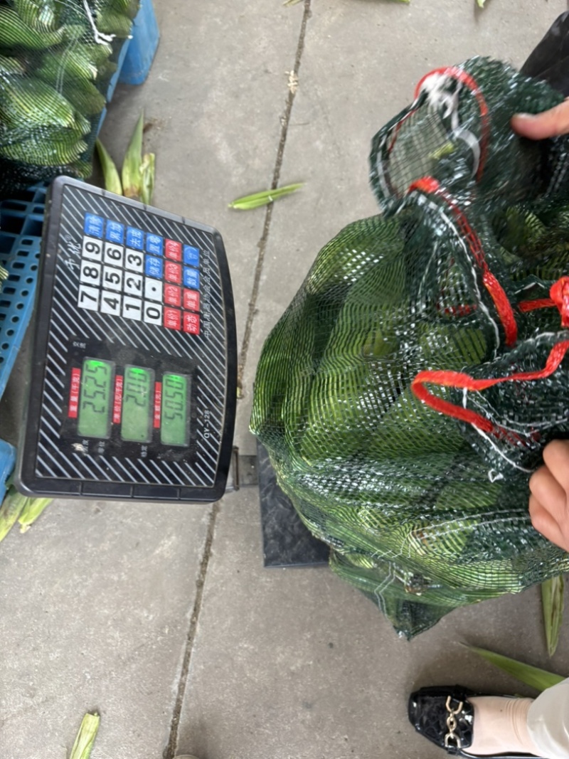 慈溪本地玉米发全国