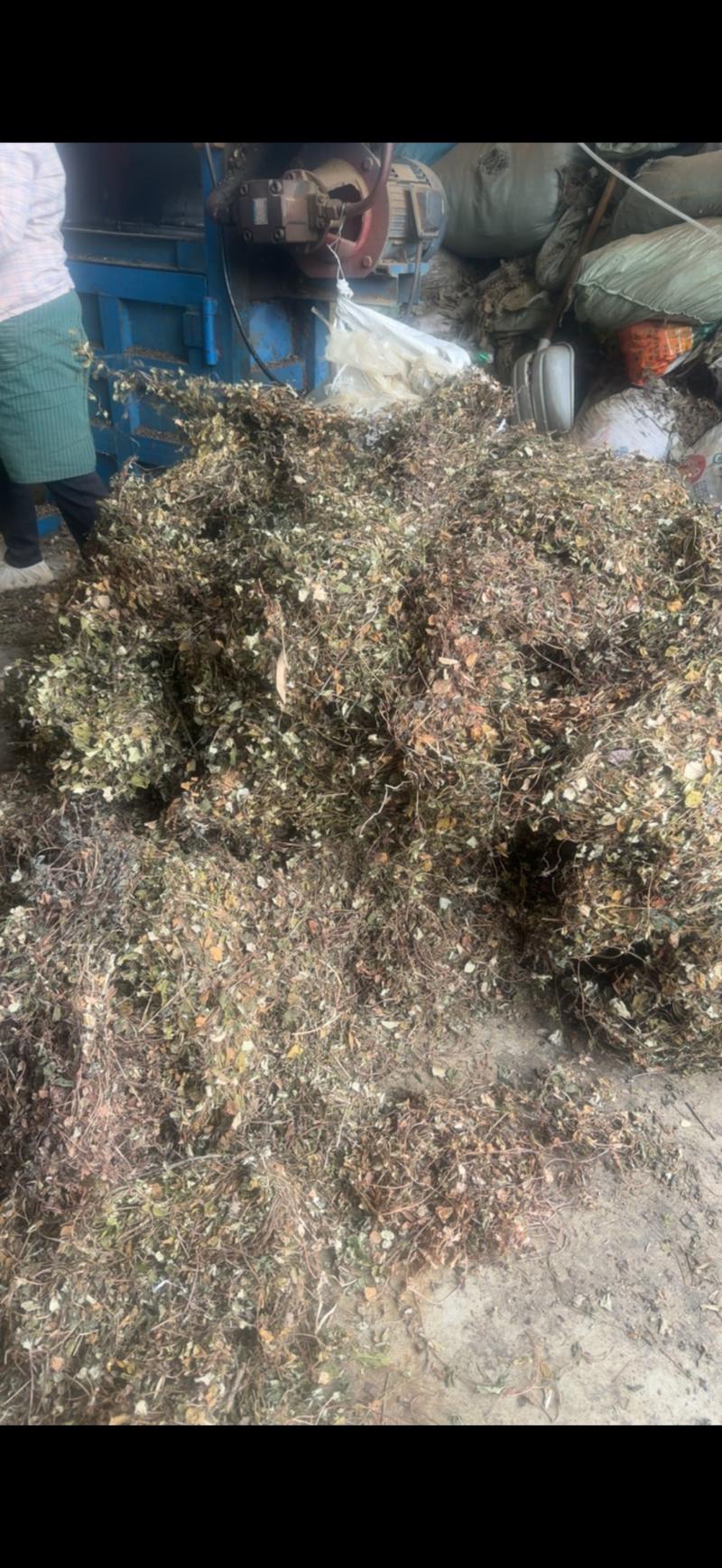 四川大叶金钱草产地值供一手货源大货批发