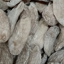 野生小天麻，原产地发货批发零售