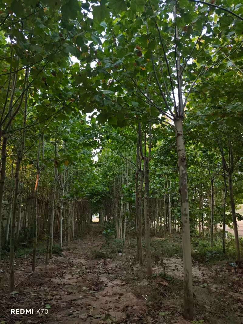 杜仲基地常年供应3~15公分的杜仲量大，欢迎新老客户咨询