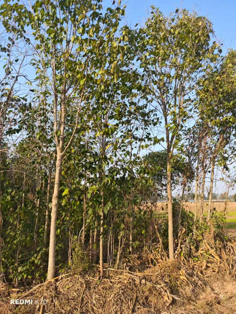 杜仲基地常年供应3~15公分的杜仲量大，欢迎新老客户咨询
