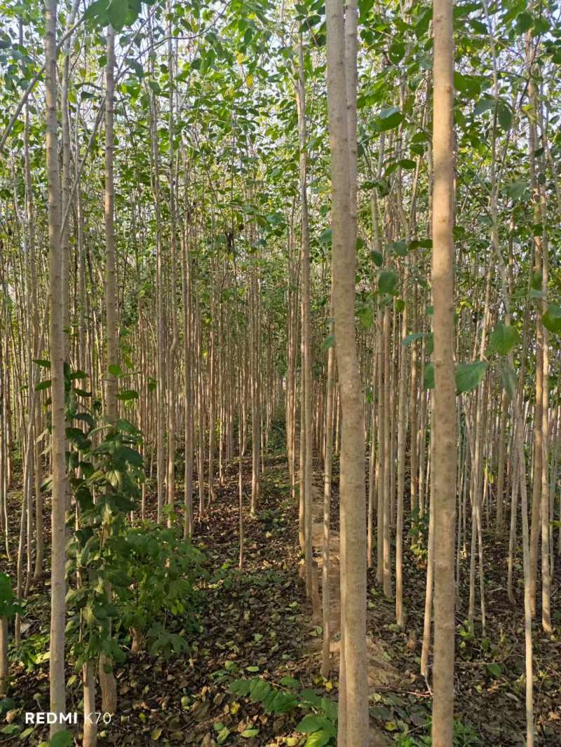 杜仲基地常年供应3~15公分的杜仲量大，欢迎新老客户咨询
