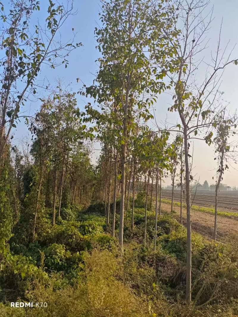 杜仲基地常年供应3~15公分的杜仲量大，欢迎新老客户咨询