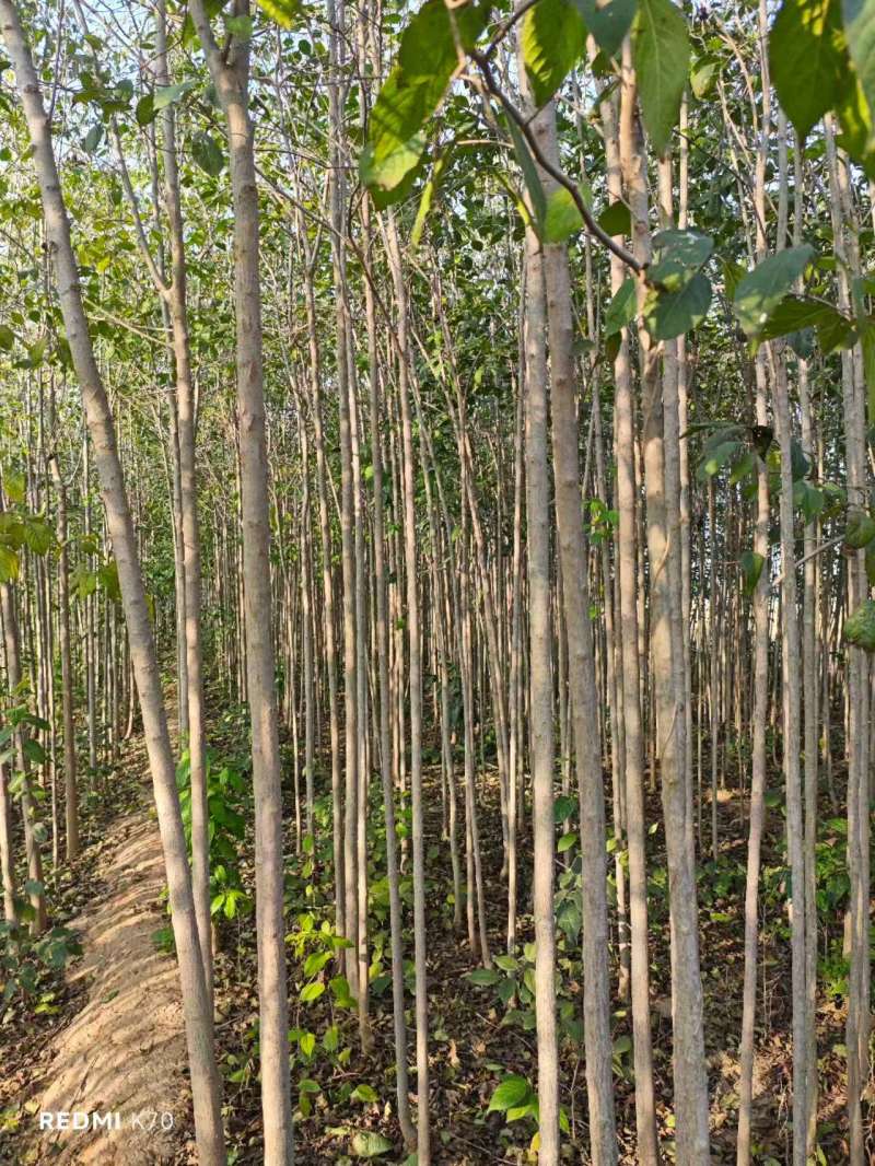 杜仲基地常年供应3~15公分的杜仲量大，欢迎新老客户咨询