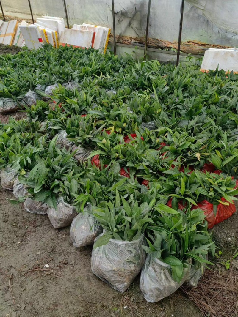 贵州六盘水，几个月苗，滇黄精中红花，自己育苗基地