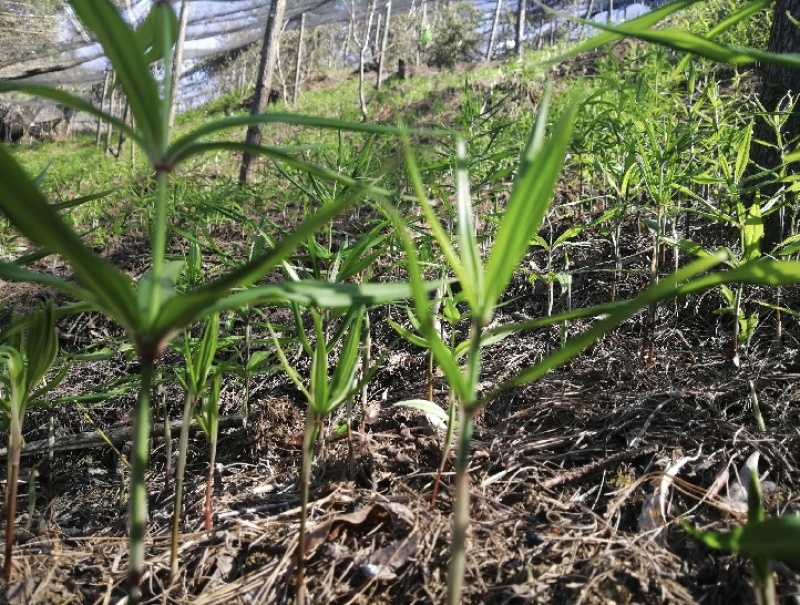 贵州六盘水，几个月苗，滇黄精中红花，自己育苗基地