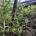 贵州六盘水，几个月苗，滇黄精中红花，自己育苗基地