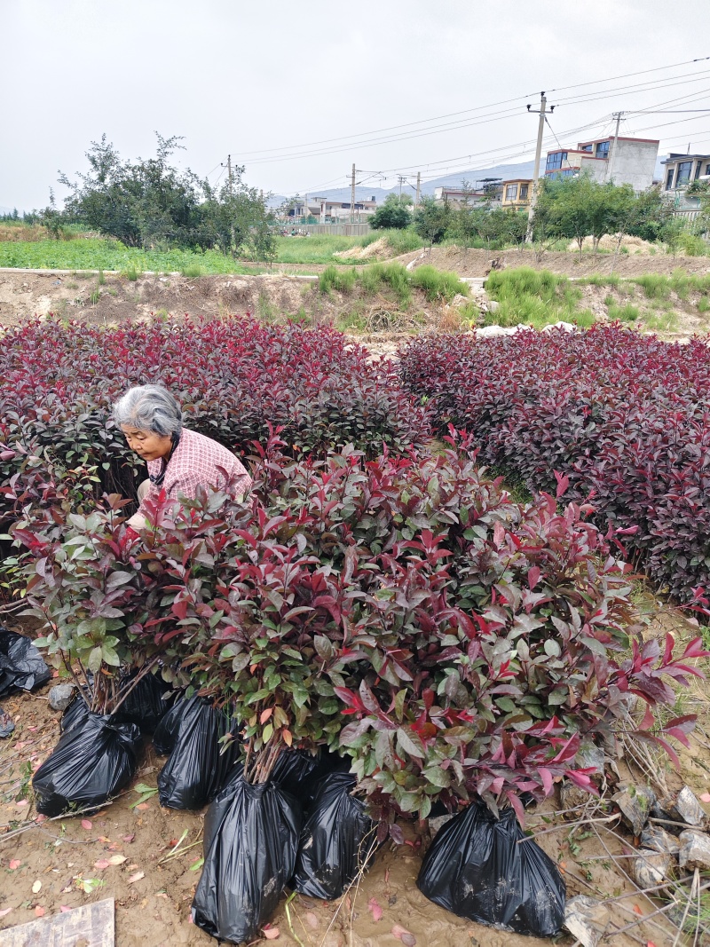 农户自产自销紫叶矮樱二十万株