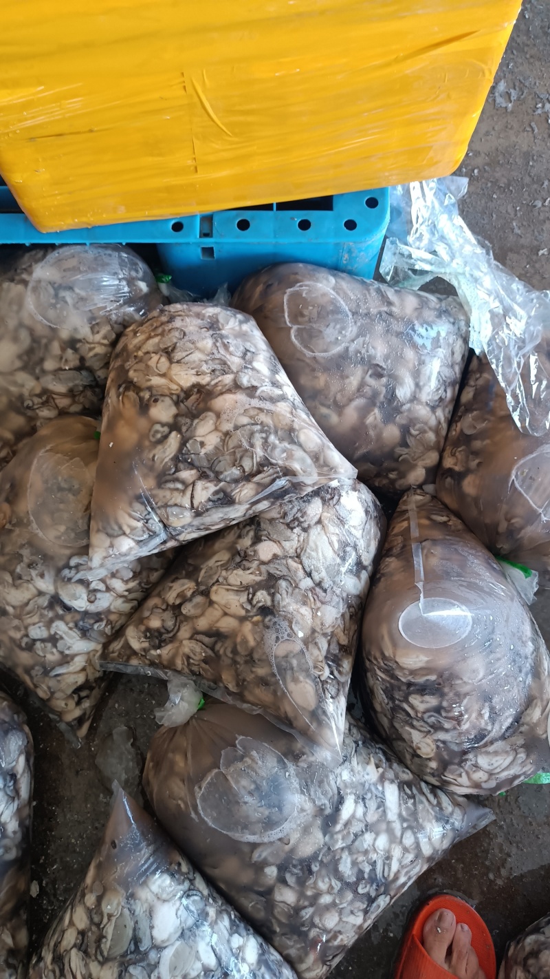 现割现挑生蚝肉大量批发需要拿去当养殖料也行