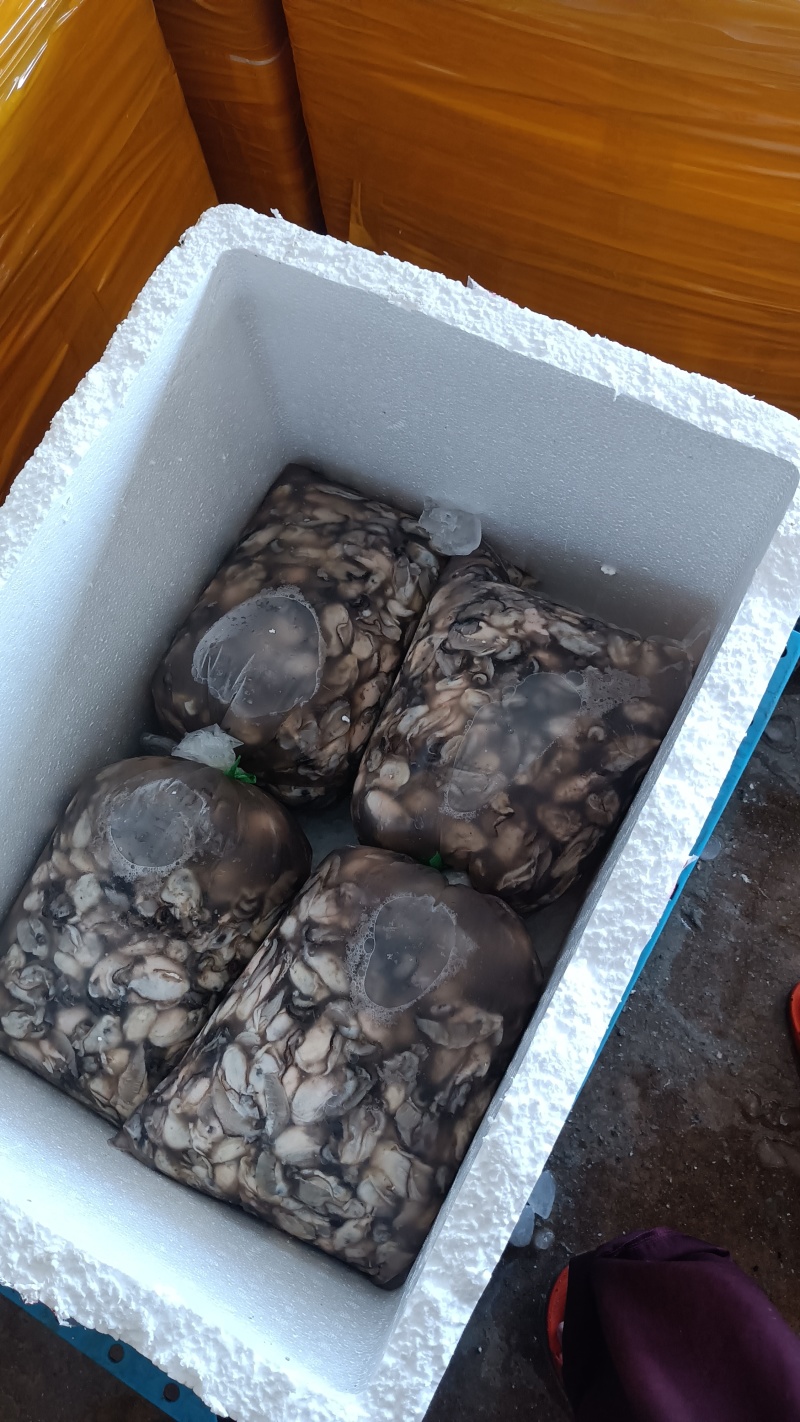 现割现挑生蚝肉大量批发需要拿去当养殖料也行