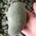 百色芒果，大量新鲜现货速发，保质保量，欢迎选购