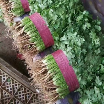 香菜