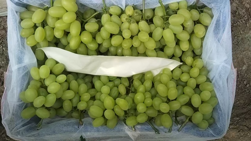 饶阳夏黑！维多利亚！金蜜！良心代办！