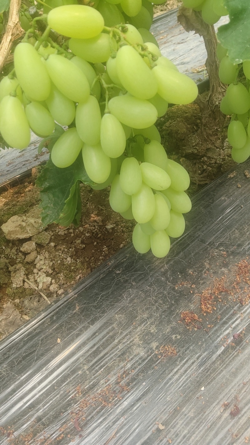 饶阳夏黑！维多利亚！金蜜！良心代办！