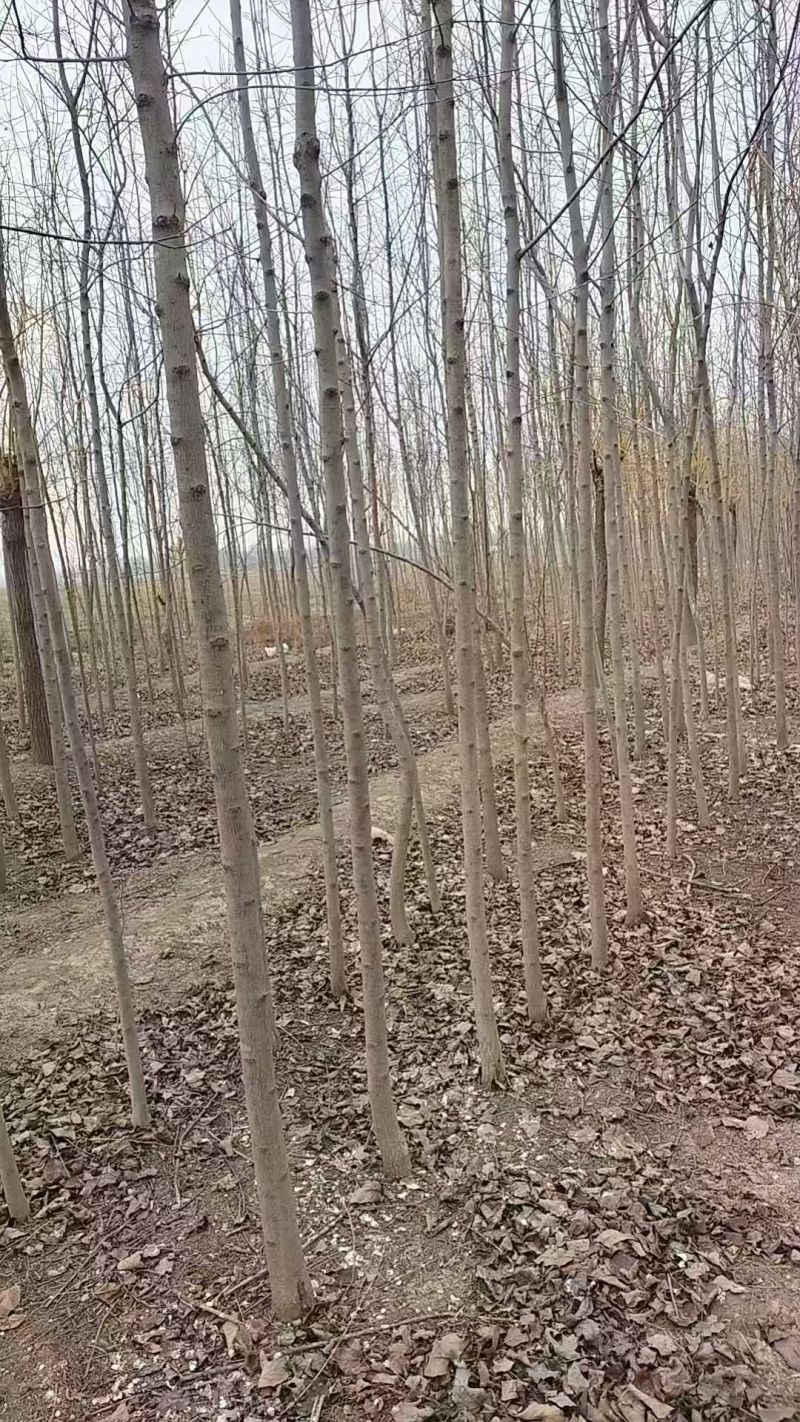 杜仲基地常年供应3~15公分的杜仲量大，欢迎新老客户咨询