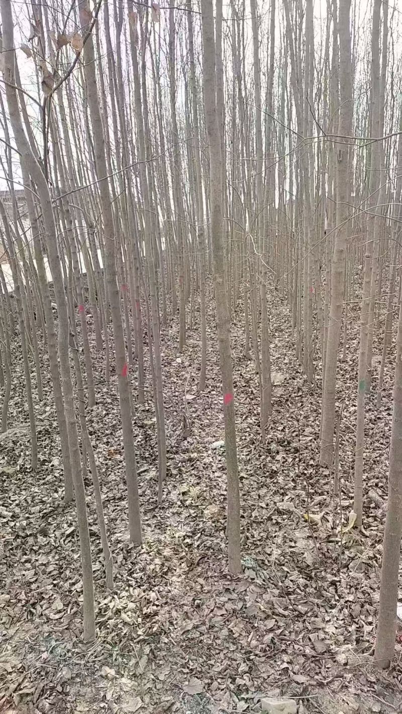 杜仲基地常年供应3~15公分的杜仲量大，欢迎新老客户咨询