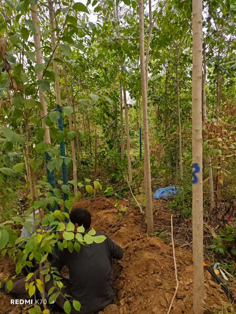 杜仲基地常年供应3~15公分的杜仲量大，欢迎新老客户咨询