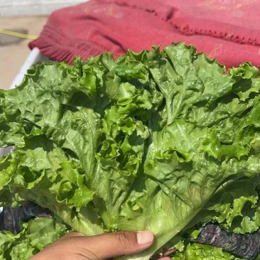 精品生菜