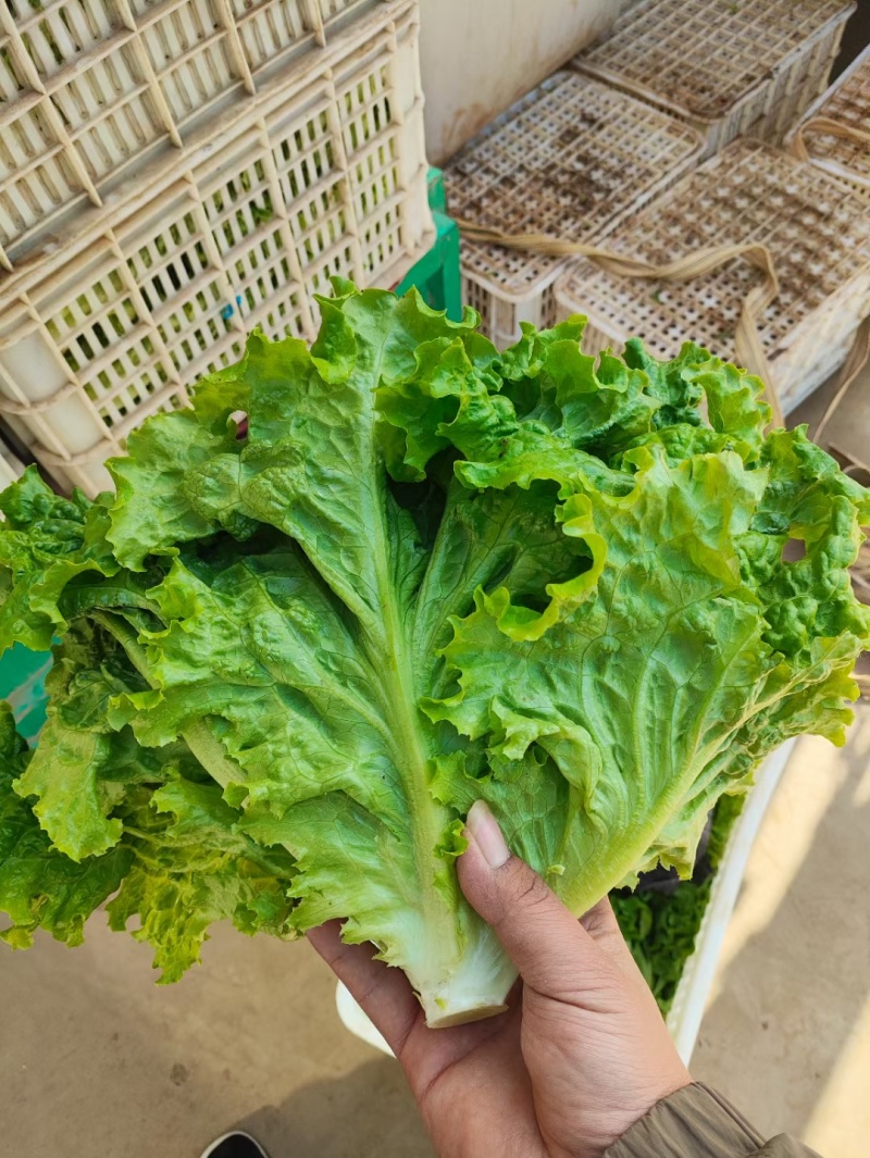 精品生菜