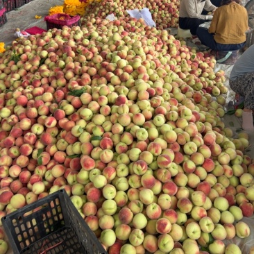 河南突围毛桃水蜜桃基地直发香甜多汁当季好果量大价优