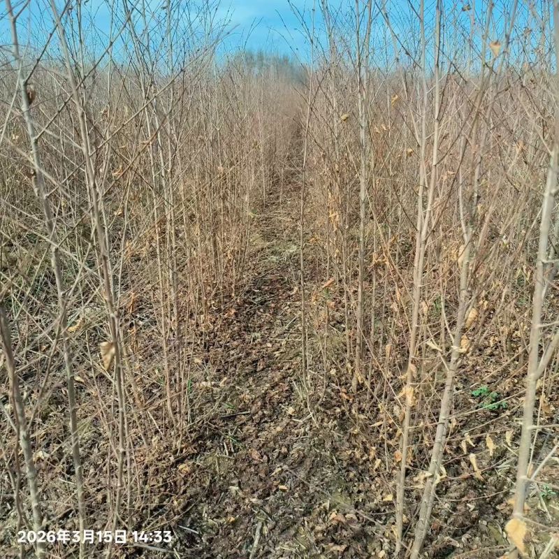 白榆树苗基地常年大量供应1~30公分的白榆量大欢迎新老客