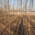 白榆树苗基地常年大量供应1~30公分的白榆量大欢迎新老客