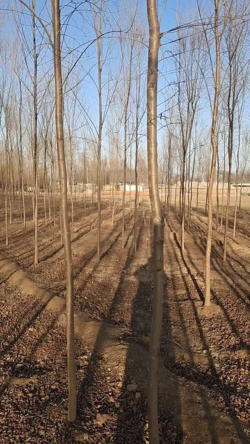 白榆树苗基地常年大量供应1~30公分的白榆量大欢迎新老客