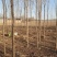 白榆树苗基地常年大量供应1~30公分的白榆量大欢迎新老客