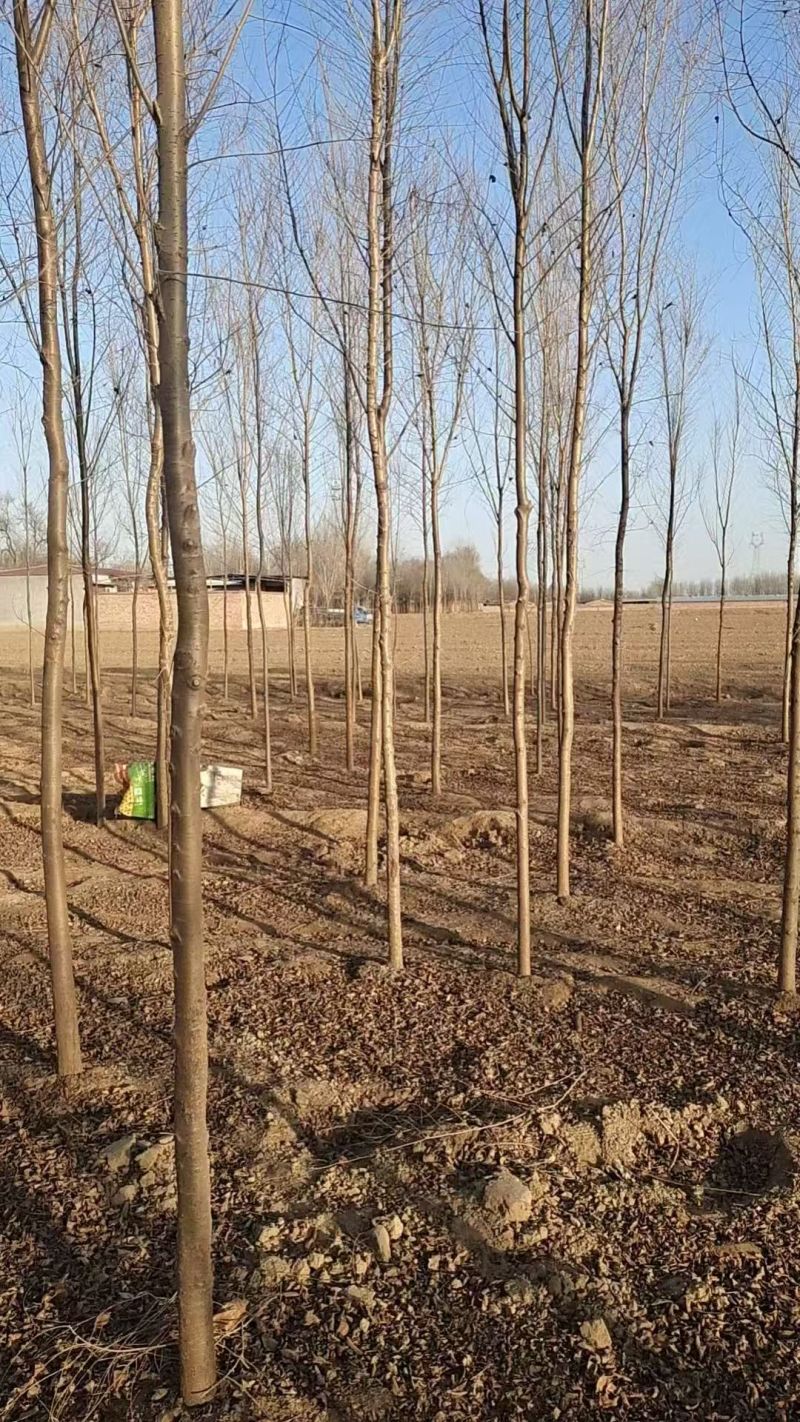 白榆树苗基地常年大量供应1~30公分的白榆量大欢迎新老客