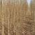 白榆树苗基地常年大量供应1~30公分的白榆量大欢迎新老客