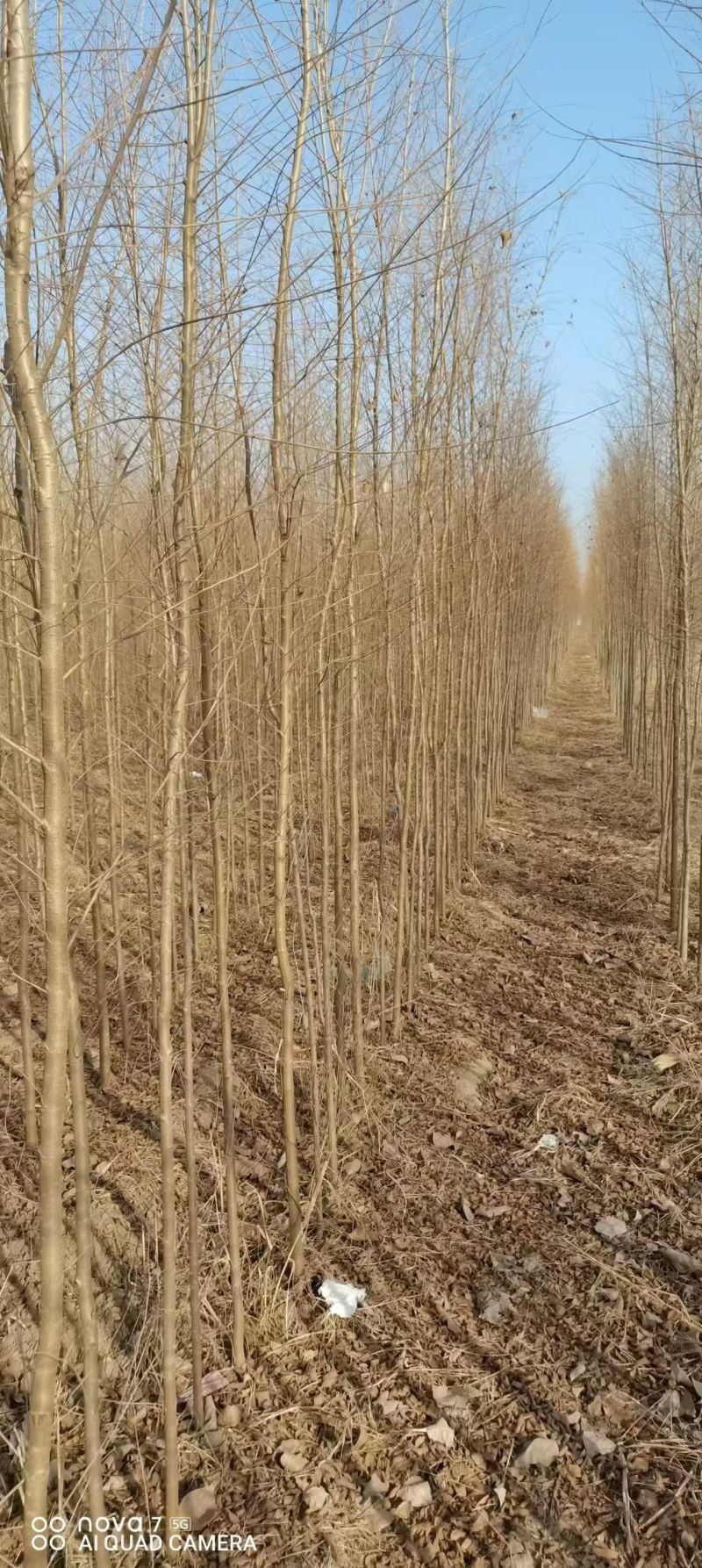 白榆树苗基地常年大量供应1~30公分的白榆量大欢迎新老客